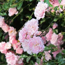 Rosier paysager rose 'The Fairy'